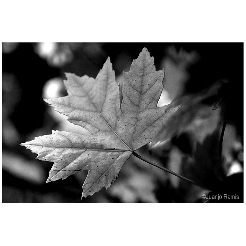 Taller de Fotografía "Pensar en Blanco Y Negro". València 27 de Junio 2026