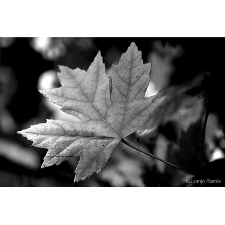 Taller de Fotografía "Pensar en Blanco Y Negro". València 27 de Junio 2026