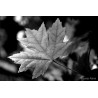 Taller de Fotografía "Pensar en Blanco Y Negro". València 27 de Junio 2026