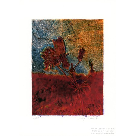 Edición limitada y firmada de la obra del fotógrafo Juanjo Ramis. A la venta en Valencia, en El Miracle galería de arte.