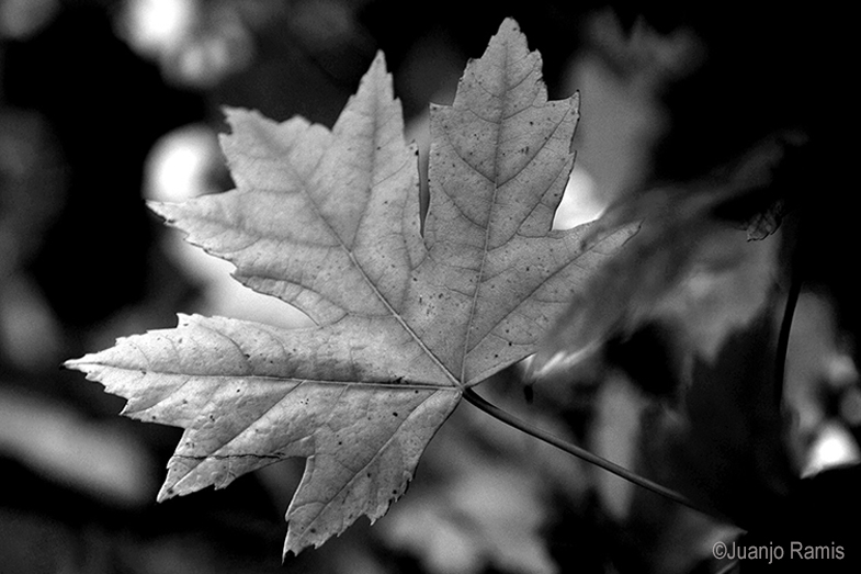 Curso / Taller de Fotografía en Blanco y Negro. València.